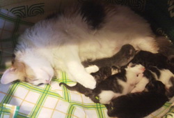Життя новонароджених кошенят повністю залежить від матері, без кішки їх шанси на виживання близькі до нуля