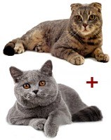 Зрозуміло, що для «розведення» фатального гена вислоухую кішку треба в'язати з Прямоухий (ген Прямоухий fd)