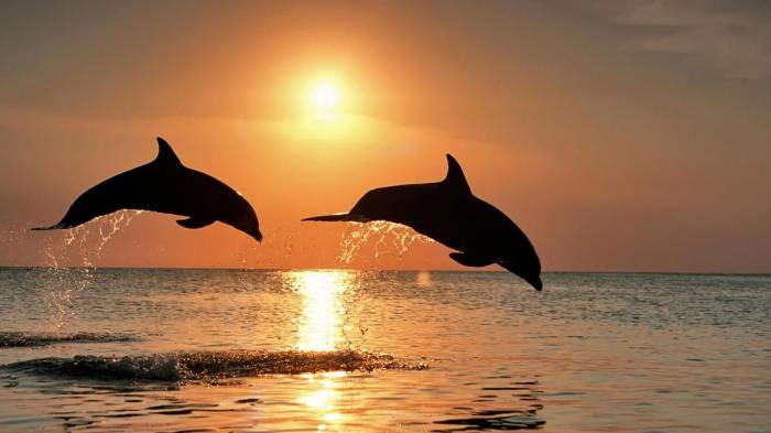 Такі дивовижні і милі тварини, як дельфіни, сняться, віщуючи, що у ваше життя незабаром увірвуться приголомшливі події
