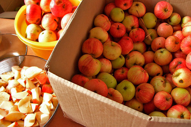 Плоди зі слідами гниття відразу викидають, поки вони не заразили інші яблука