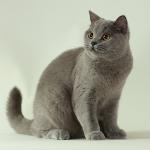 Британська блакитна - це класичний окрас кішок породи