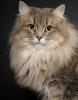 переглядів: 4541 2012-01-19 ## 11:14 Чому сибірські кішки не викликають алергії