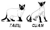 переглядів: 4106 2012-03-13 ## 10:59 Відмінність сіамської і тайської кішки